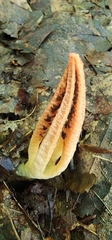 Pseudocolus fusiformis