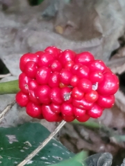 Arisaema triphyllum