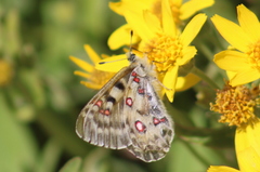 Parnassius smintheus