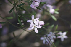Eriostemon australasius