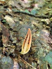 Pseudocolus fusiformis