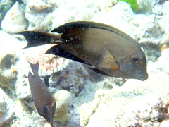 Acanthurus nigrofuscus