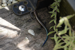 Plestiodon finitimus