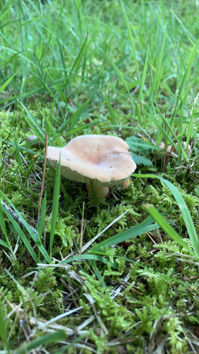 Lactifluus hygrophoroides