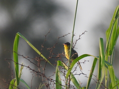 Geothlypis poliocephala