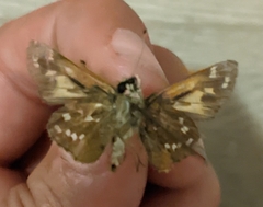 Hesperia comma laurentina