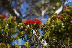 Metrosideros polymorpha