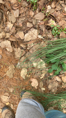Allium vineale