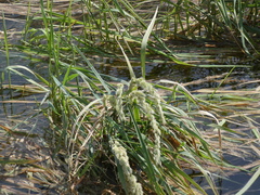 Polypogon monspeliensis
