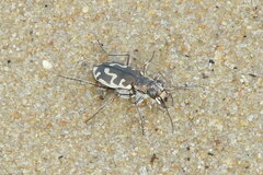 Cicindela hirticollis