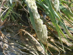 Polypogon monspeliensis