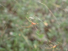 Leucauge argyra