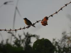 Geothlypis poliocephala