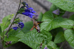 Macroglossum pyrrhosticta