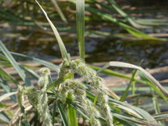 Polypogon monspeliensis