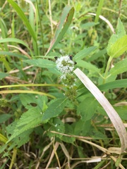 Mentha canadensis