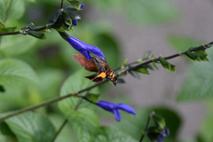 Macroglossum pyrrhosticta