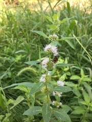 Mentha canadensis