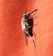 Osca albithorax