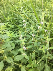 Mentha canadensis