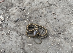 Thamnophis elegans terrestris