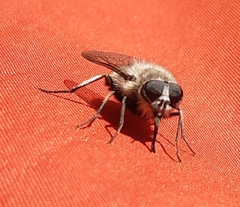 Osca albithorax
