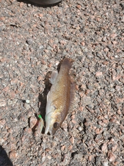 Tautogolabrus adspersus