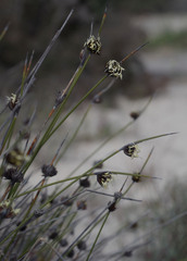 Mesomelaena preissii