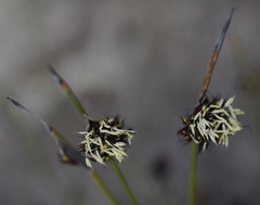 Mesomelaena preissii