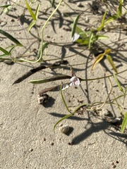 Strophostyles leiosperma