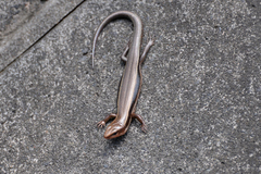 Plestiodon finitimus