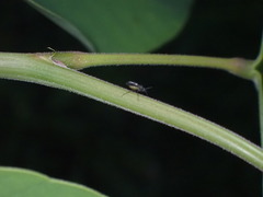 Heteroptera