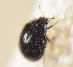 Stethorus
