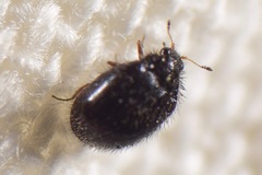 Stethorus