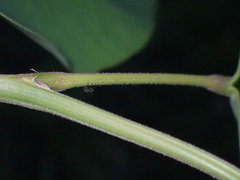 Heteroptera