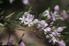 Eriostemon australasius