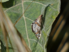 Petrophila jaliscalis