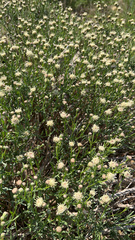 Brickellia eupatorioides
