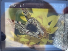 Parnassius smintheus