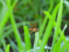 Perithemis tenera
