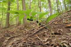 Polygonatum
