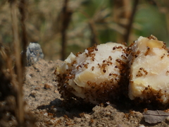 Solenopsis xyloni