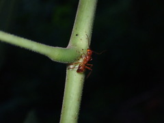 Camponotus hannani