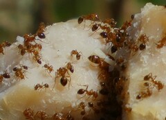 Solenopsis xyloni