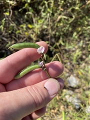 Strophostyles leiosperma