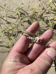 Strophostyles leiosperma