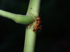 Camponotus hannani
