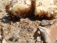 Solenopsis xyloni