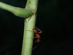 Camponotus hannani