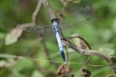 Orthetrum albistylum